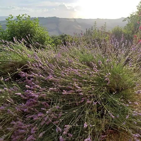 Casa Asilo La Foce, Val D' Orcia, Pienza. Pienza